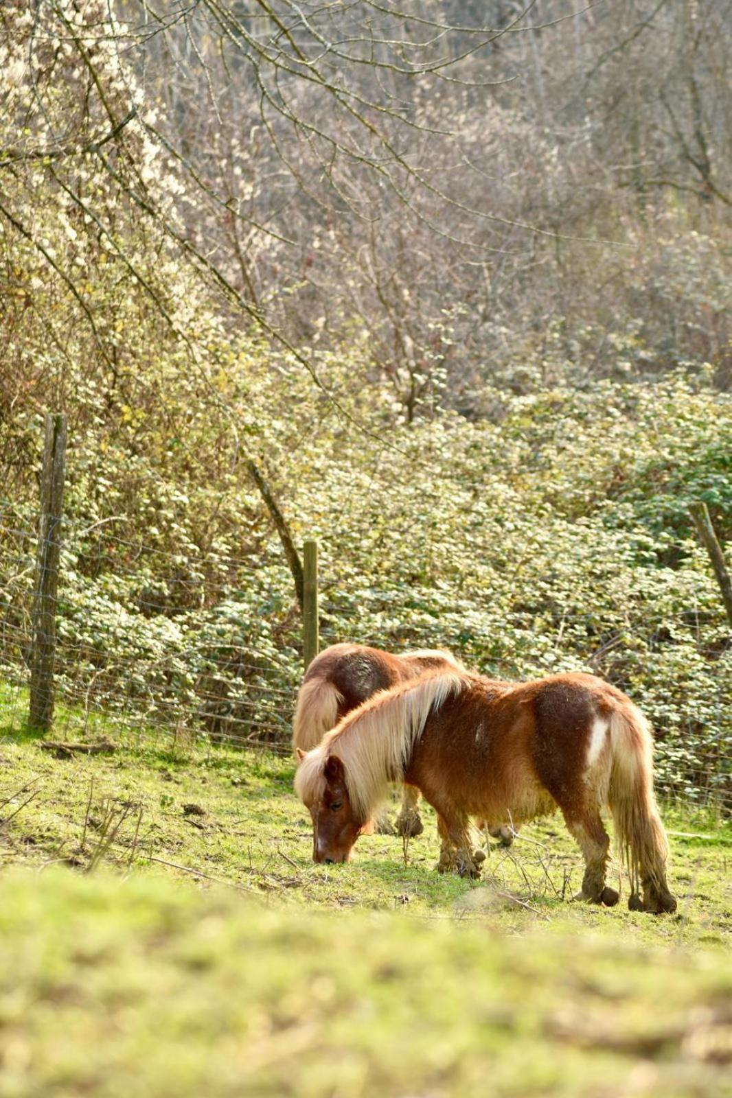 Agriturismo Le Noci Tarzo Luaran gambar