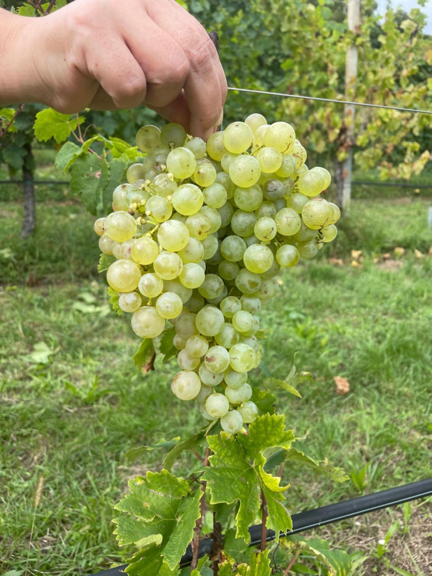 Agriturismo Le Noci Tarzo Luaran gambar