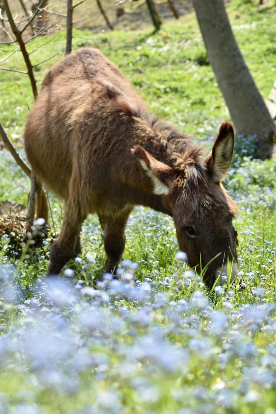 Agriturismo Le Noci Tarzo Luaran gambar